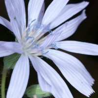 Blue-sow-thistle